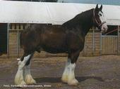 The Clydesdale profile picture