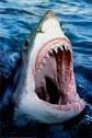 Carcharodon carcharias profile picture