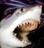 Carcharodon carcharias profile picture