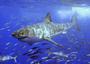 Carcharodon carcharias profile picture