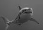 Carcharodon carcharias profile picture