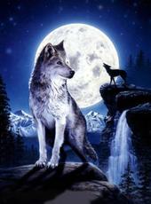 Night Wolf. profile picture