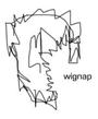 wignap records profile picture