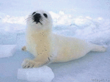 Baby Seal profile picture