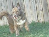 KOKO praying for Bandit the Biker Dog & Mickey profile picture