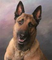 K-9 Bandit needs Justice profile picture