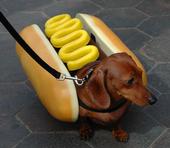 ihasahotdog