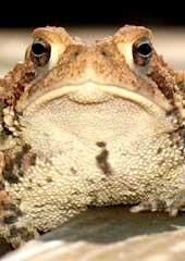 Toads in my Nose profile picture