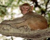 Bimbo_Macaque profile picture