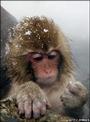 Bimbo_Macaque profile picture