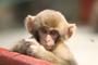 Bimbo_Macaque profile picture