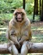 Bimbo_Macaque profile picture