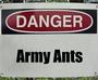 Army Ants profile picture