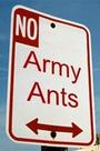 Army Ants profile picture