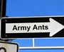 Army Ants profile picture