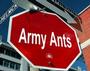 Army Ants profile picture