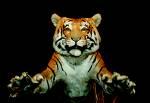 TigerTours profile picture