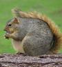 Fat Squirrel Music - Film & TV Composer profile picture