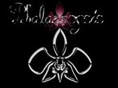 Phalaenopsis profile picture