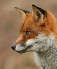 FoX profile picture