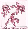 red clover profile picture