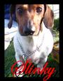 Weiner Dog Wrecking Crew profile picture