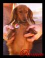 Weiner Dog Wrecking Crew profile picture