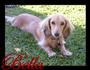 Weiner Dog Wrecking Crew profile picture