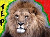 Tep the Lion profile picture