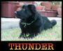 Thunder the Wonder Pup profile picture