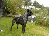 Ice House Cane Corso profile picture