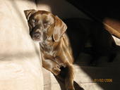 Cocoa profile picture