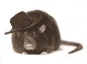 Riff-Ratt profile picture
