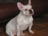 frenchbulldog profile picture