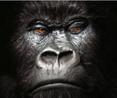 GORILLA FACE profile picture