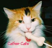 Cather Cats profile picture