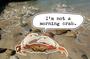 Gil "The Crab" profile picture