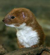 mustelanivalis