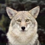 Coyote 2008 profile picture