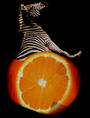 orange zebre profile picture