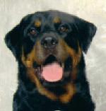 Rottie Lover profile picture