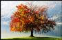 Autumn Tree profile picture