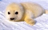 SAVE THE SEALS profile picture