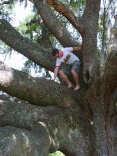 guy-IN-A-tree profile picture