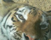 Tiger profile picture