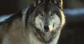 -=WOLF=- profile picture