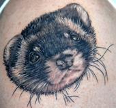 Mad Mustelids - The KrazyKids profile picture