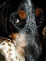 Chester Copperpot - Bluetick Coonhound profile picture