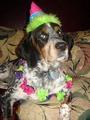 Chester Copperpot - Bluetick Coonhound profile picture