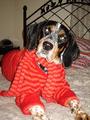 Chester Copperpot - Bluetick Coonhound profile picture